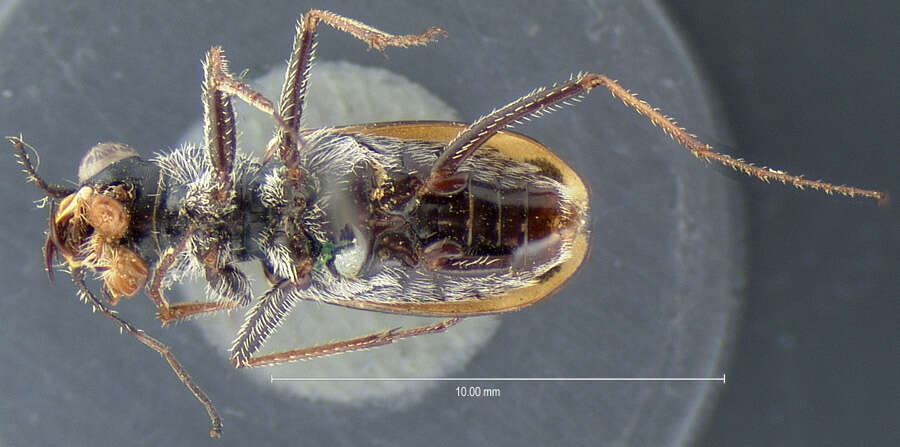 Sivun Cylindera (Cylindera) terricola cinctipennis (Le Conte 1846) kuva