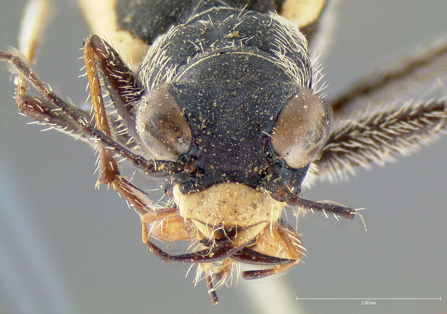 Sivun Cylindera (Cylindera) terricola cinctipennis (Le Conte 1846) kuva