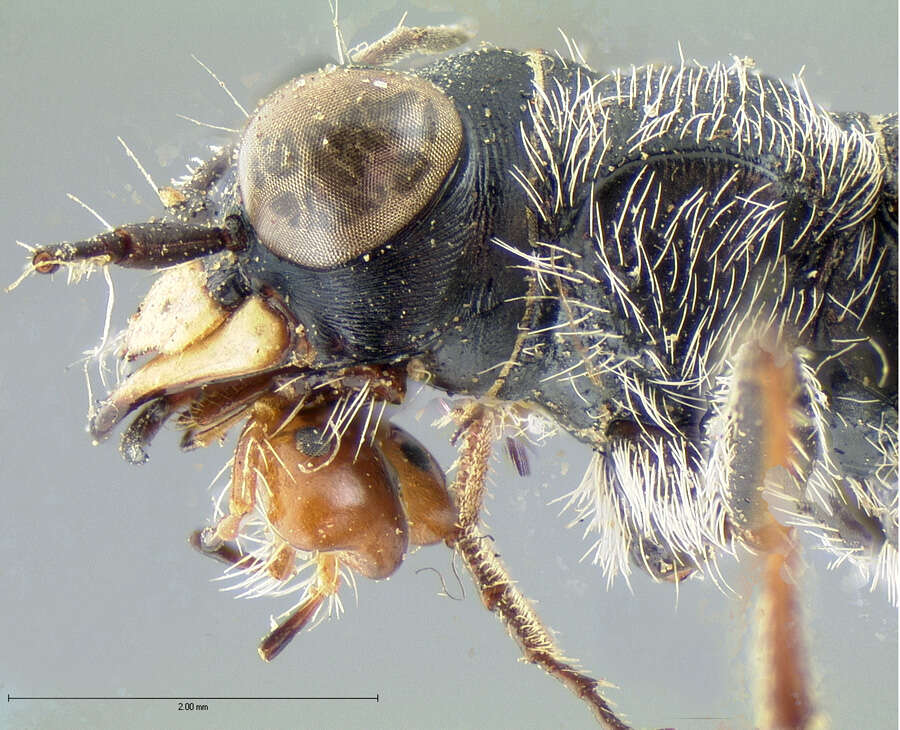 Sivun Cylindera (Cylindera) terricola cinctipennis (Le Conte 1846) kuva