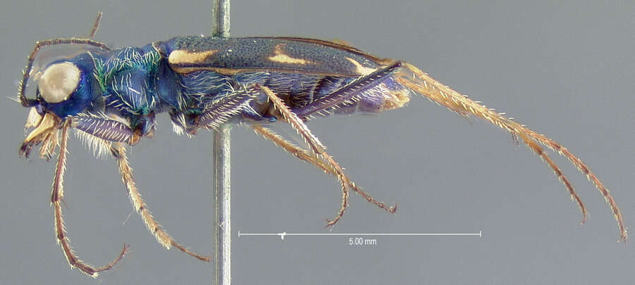 Sivun Cylindera (Cylindera) terricola cinctipennis (Le Conte 1846) kuva