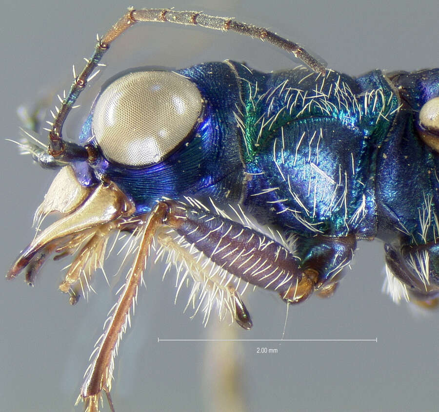 Sivun Cylindera (Cylindera) terricola cinctipennis (Le Conte 1846) kuva