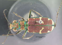 Image of Common Claybank Tiger Beetle