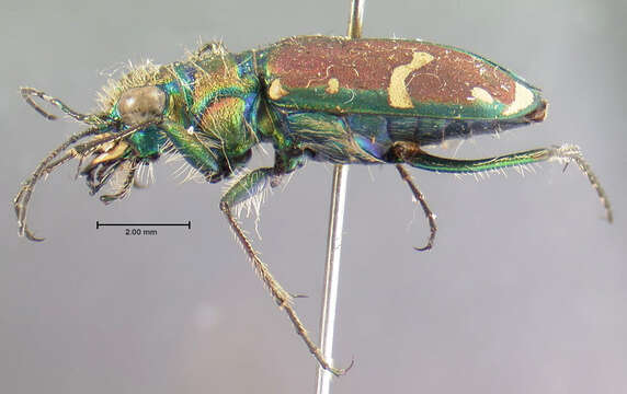 Plancia ëd Cicindela (Cicindela) limbalis Klug 1834