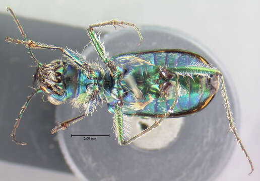 Plancia ëd Cicindela (Cicindela) limbalis Klug 1834