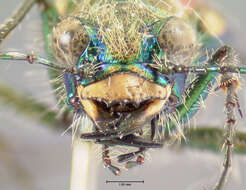 Image of Common Claybank Tiger Beetle