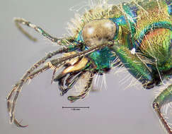 Image of Common Claybank Tiger Beetle