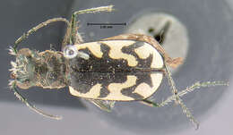 Image of Cicindela (Cicindela) latesignata Le Conte 1851