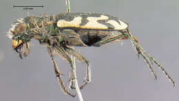 Image of Cicindela (Cicindela) latesignata Le Conte 1851