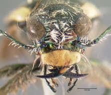 Image of Cicindela (Cicindela) latesignata Le Conte 1851