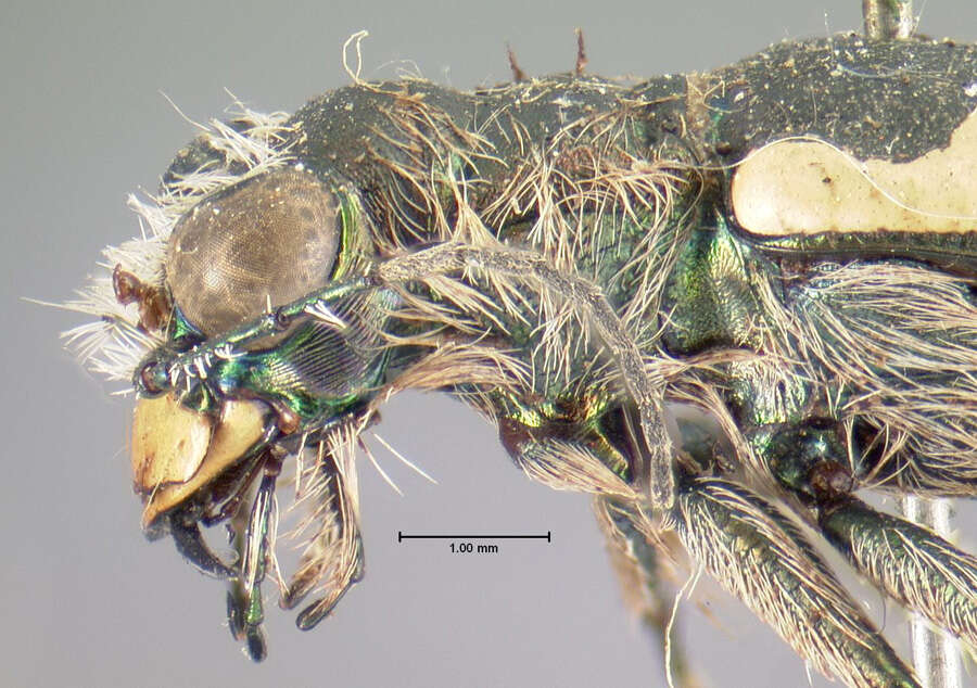 Image of Cicindela (Cicindela) latesignata Le Conte 1851