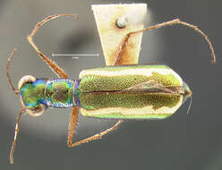 Image of White-striped Tiger Beetle