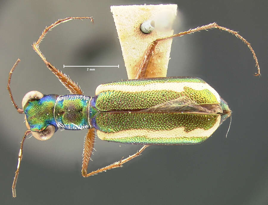 Image of White-striped Tiger Beetle