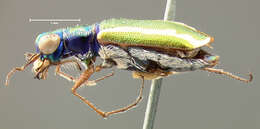 Image of White-striped Tiger Beetle