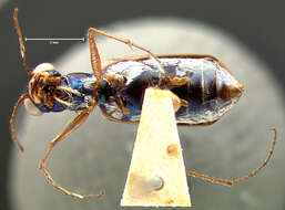 Image of White-striped Tiger Beetle