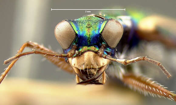 Image of White-striped Tiger Beetle