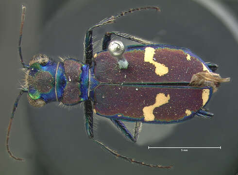 Imagem de Cicindela (Cicindela) splendida Hentz 1830