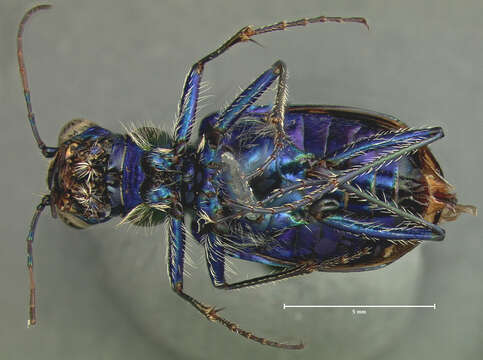 Imagem de Cicindela (Cicindela) splendida Hentz 1830