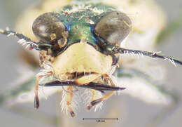 Image of tigerbeetle