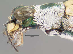 Image of tigerbeetle