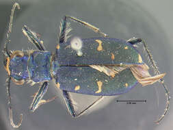 Plancia ëd Cicindela (Cicindela) oregona Le Conte 1856