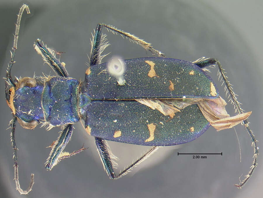 Plancia ëd Cicindela (Cicindela) oregona Le Conte 1856