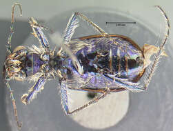 Plancia ëd Cicindela (Cicindela) oregona Le Conte 1856