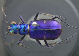 Image de Cicindela (Cicindela) pimeriana Le Conte 1867