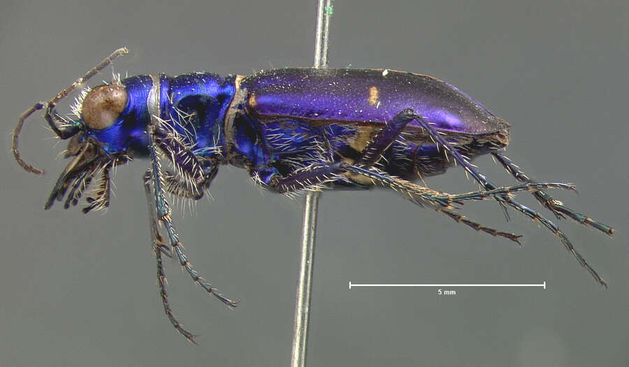 Image de Cicindela (Cicindela) pimeriana Le Conte 1867