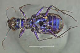 Image de Cicindela (Cicindela) pimeriana Le Conte 1867