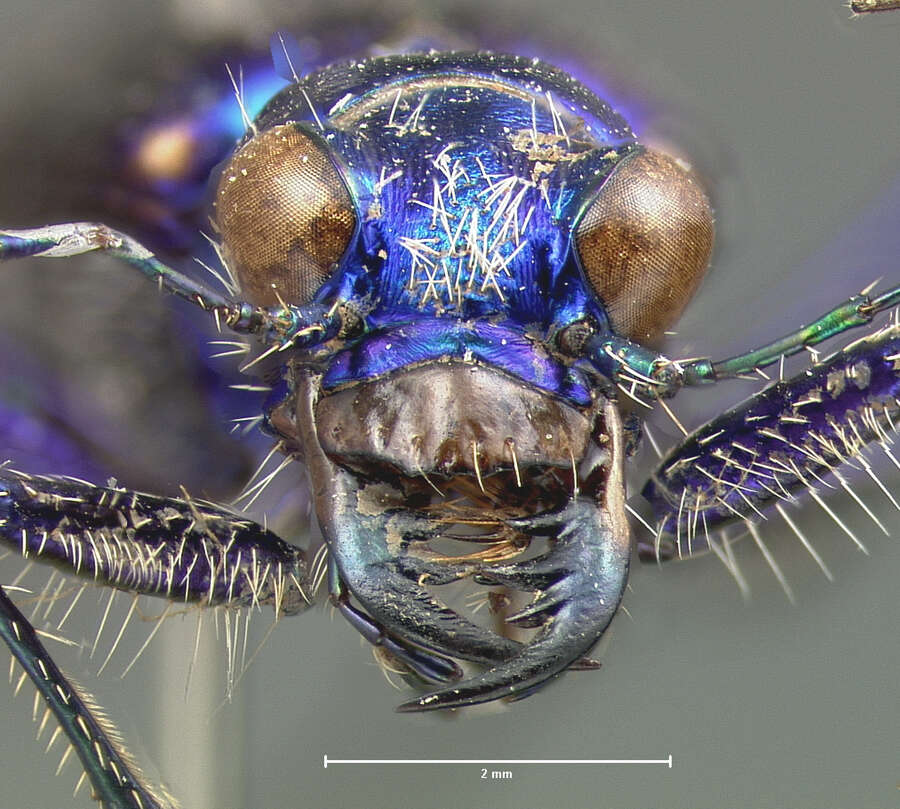 Image de Cicindela (Cicindela) pimeriana Le Conte 1867