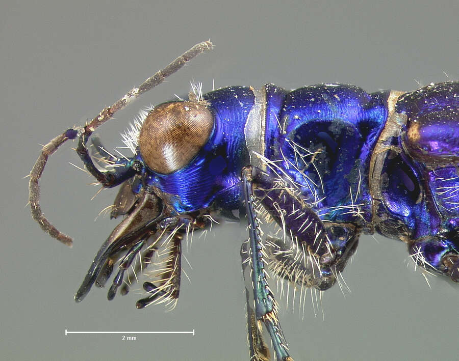 Image de Cicindela (Cicindela) pimeriana Le Conte 1867