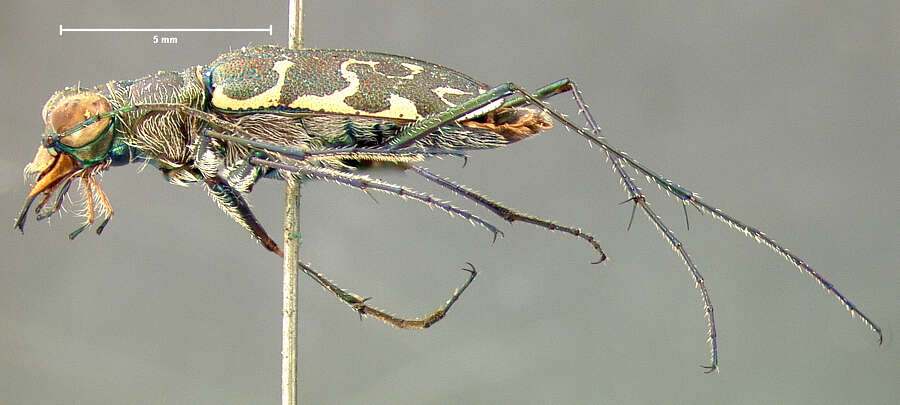 Image of Cicindela (Cicindelidia) trifasciata ascendens Le Conte 1851