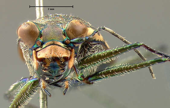 Image of Cicindela (Cicindelidia) trifasciata ascendens Le Conte 1851