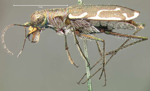 Image of Cicindela (Cicindelidia) tenuisignata Le Conte 1851