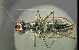 Image of Cicindela (Cicindelidia) tenuisignata Le Conte 1851