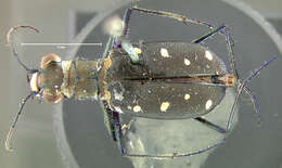 Image of Cicindela (Cicindelidia) ocellata rectilatera Chaudoir 1843