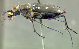 Image of Cicindela (Cicindelidia) ocellata rectilatera Chaudoir 1843