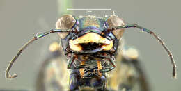 Image of Cicindela (Cicindelidia) ocellata rectilatera Chaudoir 1843