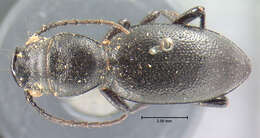 Image of Omus californicus californicus Eschscholtz 1829