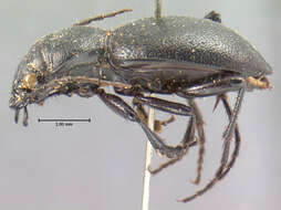 Image of Omus californicus californicus Eschscholtz 1829