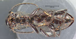 Image of Omus californicus californicus Eschscholtz 1829