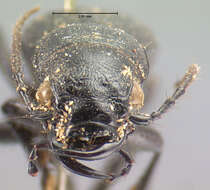 Image of Omus californicus californicus Eschscholtz 1829