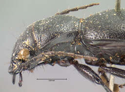 Image of Omus californicus californicus Eschscholtz 1829