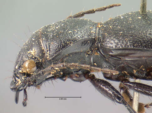 Image of Omus californicus californicus Eschscholtz 1829