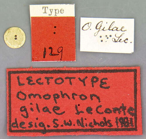 Image of Omophron (Omophron) gilae Le Conte 1852