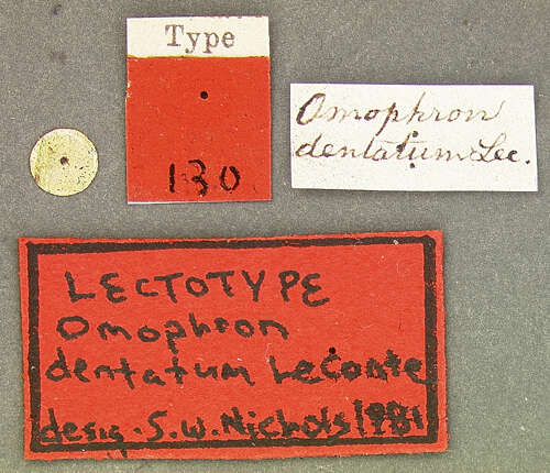Image of Omophron (Omophron) dentatum Le Conte 1852
