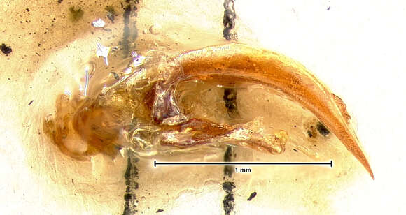 Image of Omophron (Omophron) robustum G. Horn 1870