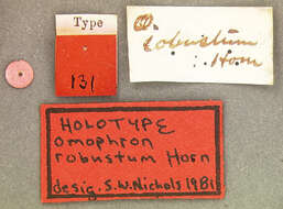 Image of Omophron (Omophron) robustum G. Horn 1870