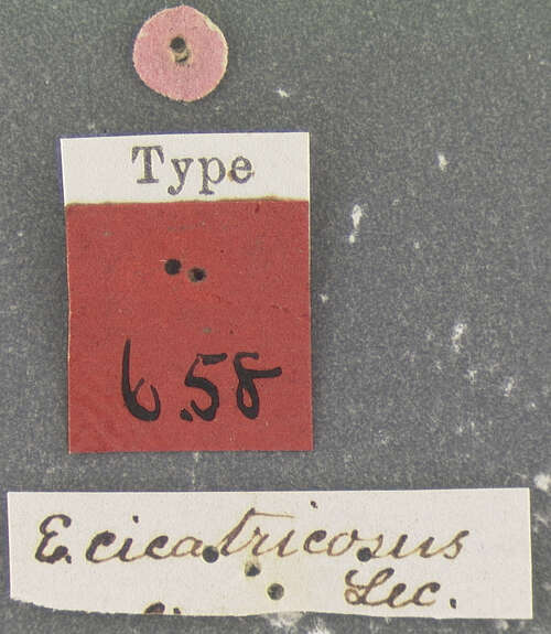 Image of Elaphrus (Neoelaphrus) cicatricosus Le Conte 1847