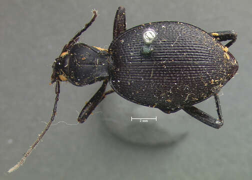 صورة Scaphinotus (Brennus) punctatus (Le Conte 1859)